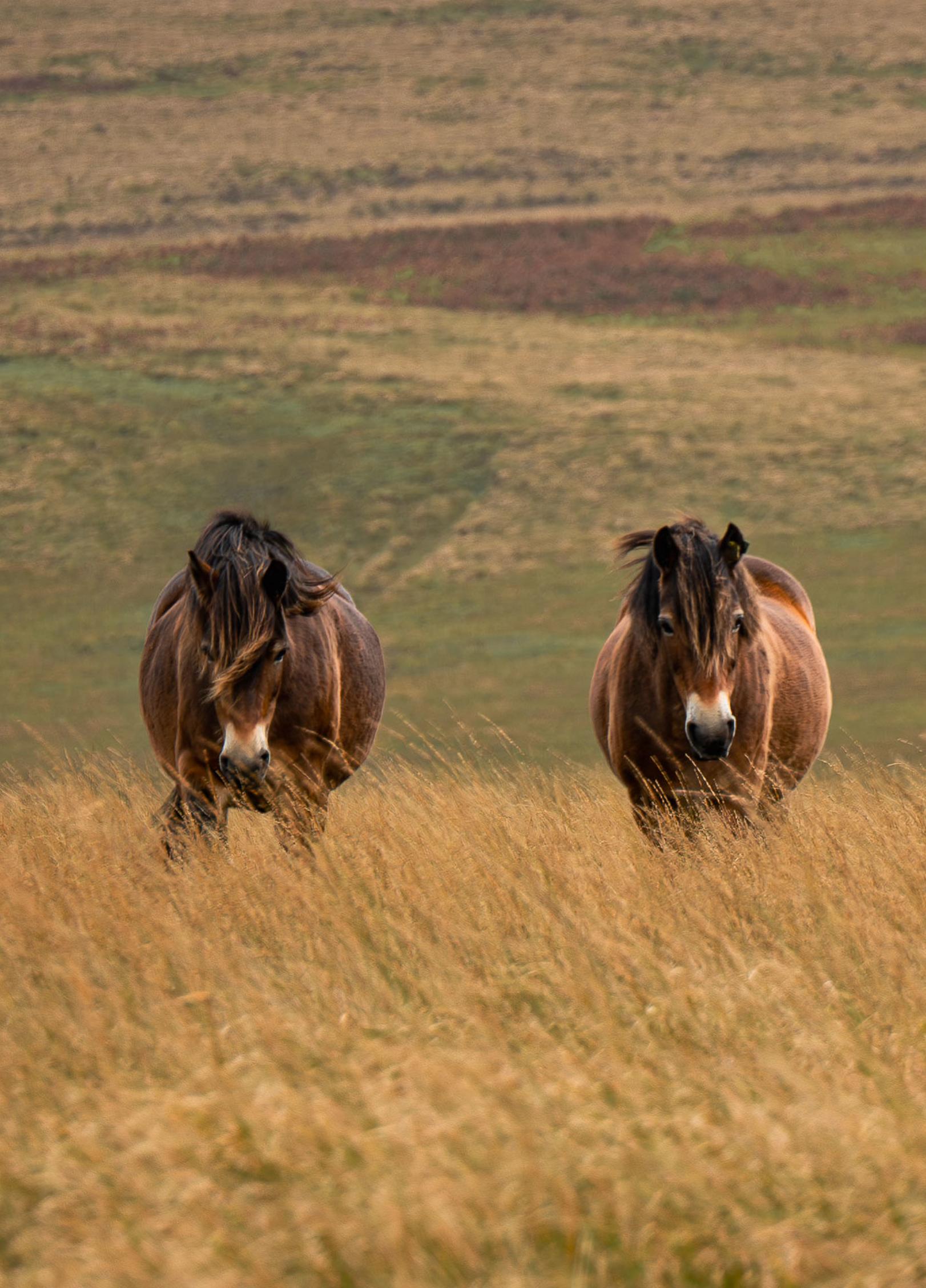 Exmoor National Park landscape